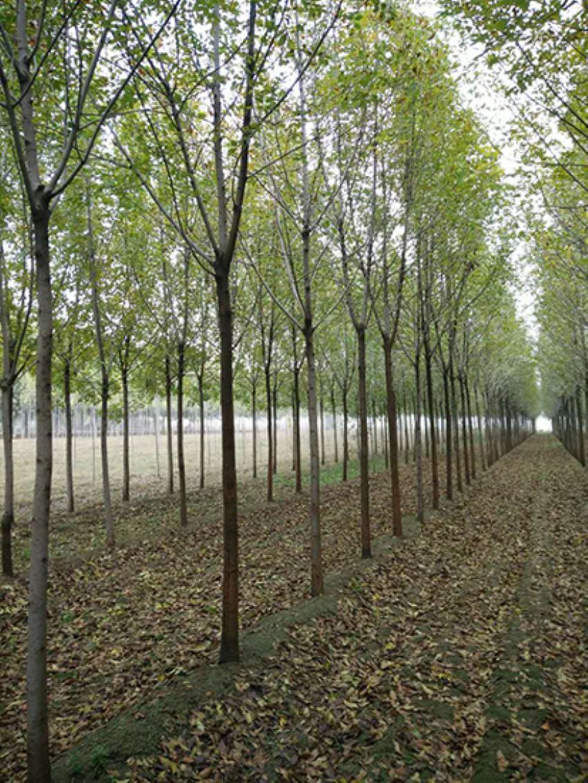 點擊查看詳細信息<br>標題：白蠟 閱讀次數：3659